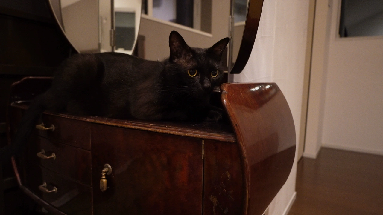 黒猫が古い鏡台の上で寛いでいる写真