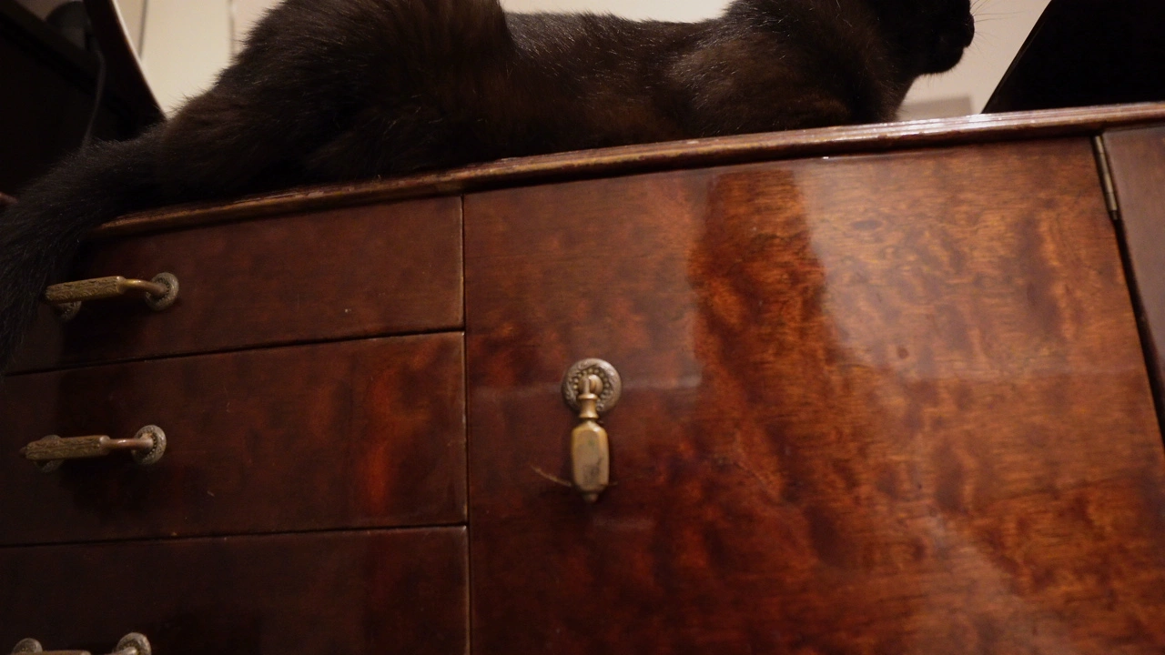 鏡台で寛ぐ黒猫